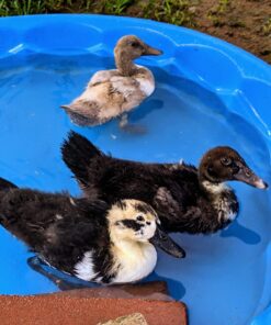RentACoop DIY Waterer Kit - Auto-Fill Cups with Inserts - Great for Chickens, Ducks, Geese, Turkeys, Peafowl, and Quail - 2 Pack + 1 Bonus Cup Included pack of 2 37 71kztXrQBxL 2