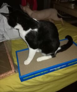 Catit Cat Scratcher, Wide Cat Board 30 71l1UamrR3L