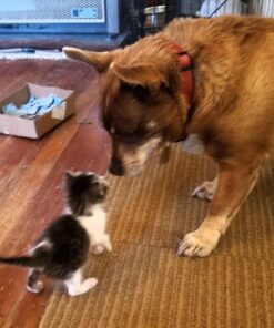 PetAg KMR Kitten Milk Replacer Powder - Prebiotics and Probiotics for Newborn to 6 Week - 12 oz Powdered Drink Mix 12 Ounce (Pack of 1) 36 71l34ANQ9wL