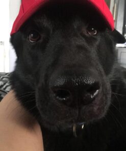 Donald Trump Make America Great Again Hat-red 36 71l3FlvttvL