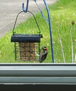 FORUP Suet Bird Feeder, Hanging Suet Feeder, Single Suet Cake Bird Feeder, One Suet Capacity 1 32 71l4YUDUZGL