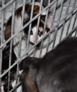 Wildlife Research Super Charged Scent Killer Autumn Formula Liquid Clothing Wash Tan 15 71l5RJ16XxL