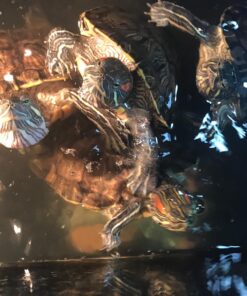 Penn-Plax Cascade All-in-One Aquarium Canister Filter – for Tanks Up to 100 Gallons (265 GPH) – Cascade 1000 Cascade-1000 79 71l5gWfNkPL