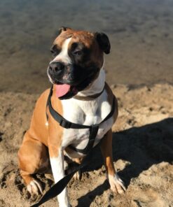 Purina Pro Plan High Calorie, High Protein Dry Dog Food, 30/20 Chicken & Rice Formula - 37.5 lb. Bag 37.50 Pound (Pack of 1) 32 71l5vQsKwfL