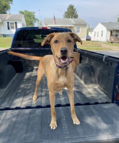 Leash Boss Dog Car Seat Belt Restraint - No-Chew Heavy Duty Car Seatbelt for Pets - 5 Sizes - Coated Steel Rope to Prevent Chewing (31 in) Black - 1-Pack 31in 27 71l8Lr3DiML