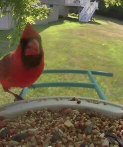 NETVUE Birdfy AI - Smart Bird Feeder with Camera + Solar Panel, Free AI Forever, Auto Capture & Identify 6000+ Bird Species, Bird Videos for Birdwatching, Ideal Gift for Bird Lover Solar Blue 49 71l8jNz0cL