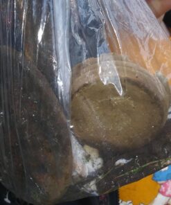 NATIONAL GEOGRAPHIC PRO Series Metal Detector - Ultimate Treasure Hunter with Pinpointer, Large Waterproof 10" Coil - Lightweight and Collapsible for Easy Travel (Amazon Exclusive) 36 71l9UE71NxL