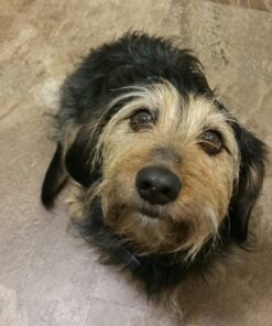 Diatomaceous Earth 2 Lbs Food Grade DE - Includes Free Scoop 24 71l9gsUauVL