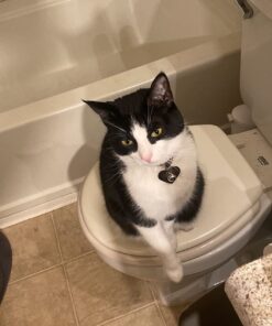 Hill's Pet Nutrition Science Diet Dry Cat Food, Adult, Chicken Recipe, 4 lb. Bag 48 71lB7SjJhrL