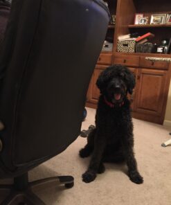 Vet Classics Cranberry Comfort Urinary Tract Pet Supplement for Dogs, Cats – Maintains Dog Bladder Health, Cat Bladder Control – Pet Supplements for Incontinence – 65 Soft Chews 17 71lCxFmun3L