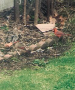 Wagner's 62004 Eastern Regional Wild Bird Food, 20-Pound Bag 28 71lDyI3iIPL