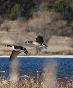 Nikon AF-P NIKKOR 70-300mm f/4.5-5.6E ED VR Fixed Zoom Digital Slr Camera Lens, Black 79 71lEBOvcyuL