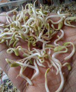 Jiva Organic Fenugreek Seeds 7 Ounce – Non-GMO, Gluten Friendly, All Natural Fenugreek Spice – Organic Fenugreek Seeds for Hair Growth, Cooking & Sprouting - Methi Seeds for Methi Dana Water 32 71lF6MOLpaL