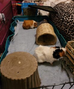 MidWest Homes for Pets Canvas Bottom (Replacement Part) for Guinea Pig Habitat Model 171GH & Guinea Pig Habitat 'Plus' Model 171GHP 47.3"L x 23.8"W x 4.3"H 33 71lG4YfiitL