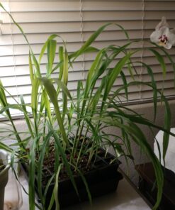 Glass Gem Indian Corn Heirloom Seed - The Most Beautiful Corn in the World! 36 71lHTqK44gL