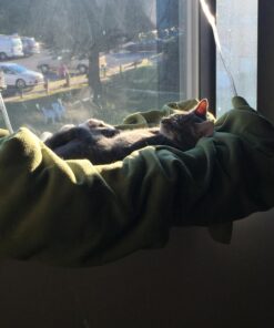 Oster Sunny Seat Window-Mounted Cat Bed, 50 Pounds 42 71lI7kcooWL