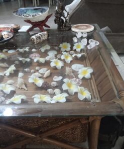 Sea Shells Mixed Beach Seashells - Various Sizes up to 2" Shells -Bag of Approx. 50 Seashells Seashells1 35 71lKojqQFBL