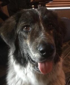 Nylabone Power Chew Knuckle Bone Big Dog Chew Toy Knuckle Chicken XX-Large/Monster (1 Count) XX-Large/Monster (1 Count) Natural 41 71lMxuGMmHL