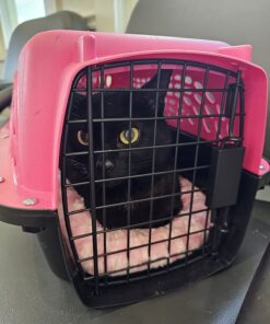 Petmate Two Door Pet Kennel for Pets up to 15 Pounds, Pink/Black, 19" Long, Made in USA Two-door 19.0"L x 13.0"W x 10.0"H 35 71lNkBiw99L