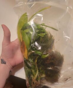 Florida 10 Species Live Aquarium Plants Bundle 51 71lPX2xYoSL