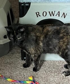 Hartz Just For Cats Midnight Crazies Cat Toy Balls - Assorted, for All Breed Sizes 25 71lR3rwRw4L