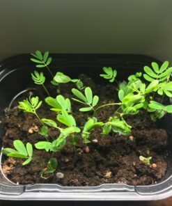 Zombie Plant Greenhouse Grow KIT- (Touch It and It Plays Dead!) Unique Nature Kit- Grow a Fun House Plant That Plays Dead When You Touch It! Comes Back to Life in Minute. Unique Christmas Gift Idea 27 71lSrqaEAEL