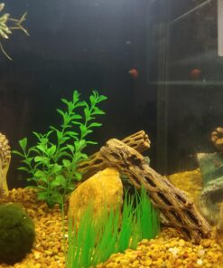 SunGrow Cholla Wood for Shrimps, Dried Husk of Cholla Cactus, Aquarium or Home Decor for Hermit Crabs, Pleco, 3 Pieces per Pack (3 Pieces, 6 inches) 41 71lTQLC0LmL