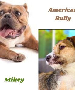 Embark Breed Identification Kit | Most Accurate Dog DNA Test | Test 350+ Dog Breeds | Breed ID Kit with Ancestry & Family Tree 43 71lW5xMr3zL