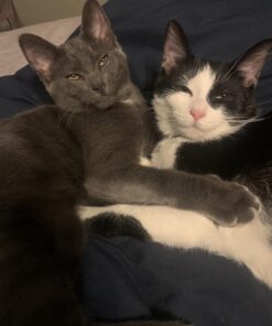 Catit Airsift Jumbo Hooded Cat Litter Pan, Warm Gray - Privacy and Easy Access for Cleaning - Ideal for Larger Cat Breeds or Multiple Cat Households 41 71lW6ourmmL