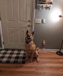 Bubbletastic Dog Bubbles 8oz. Refill Bottle of Bacon Bubble Solution 23 71lXZdofnoL