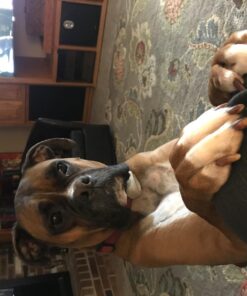 PetSafe Basic Bark Control Collar for Dogs 8 lb. and Up, Anti-Bark Training Device, Waterproof, Static Correction, Canine - Automatic Dog Training Collar to Decrease Barking, PBC-102 36 71lZm3TUreL