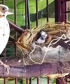 Prevue Pet Products BPV105 Sterilized Natural Coconut Fiber for Bird Nest (60000105) 1 Pack 10 71lbeTpdNL