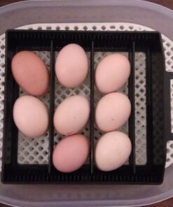 HBlife Digital Egg Incubator for Hatching 9-12 Chicken, Quail and Duck Eggs, with Fully Automatic Egg Turning and Temperature Display, Hatcher for Turkeys, Birds, Parrots and Poultry 48 71ldCypiAqL