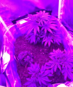 General Hydroponics RapidStart, Plant Food, 1-0.5-1, 125 mL. 38 71lduKOmpL