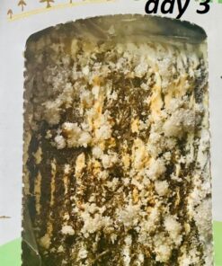 Back to the Roots Organic Oyster Mushroom Grow Kit, Harvest Gourmet Mushrooms In 10 Days 1 Count (Pack of 1) 78 71legEOOHiL