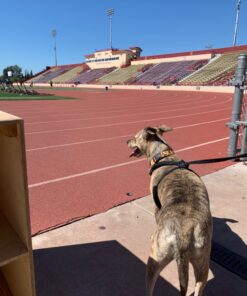 Sporn No Pull Dog Harness Large Size, Black Padded Durable Nylon Mesh Dog Harness, Breathable & Easy Dog Walking Harness for Puppy Training, Provides to All Large & Extra Large Breeds Large/XL 29 71lfqZMSXTL