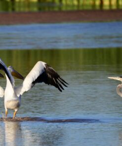 Nikon D610 24.3 MP CMOS FX-Format Digital SLR Camera (Body Only) Body Only Base 65 71ljIuK8GCL