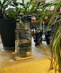 Blumat Classic Plant Watering Stakes | for Everyday Home or Vacation Use | Indoor or Outdoor Water Spikes for Plants | Automatic Drip Irrigation (6 Pack) 6 Pack 38 71lpnVrWDL