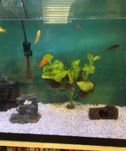 Marina Naturals, Pennywort Silk Plant, Large Fish Tank Decoration, PP103 19 71lsm9uMr7L