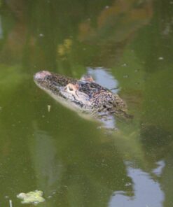 Sigma 150-600mm f/5-6.3 DG OS HSM Contemporary Lens for Canon EF Bundle Includes Manufacturer Accessories + 72 inch Monopod with Quick Release + UV Filter + Lens Pen + Microfiber Cleaning Cloth 33 71ltKV1EK7L