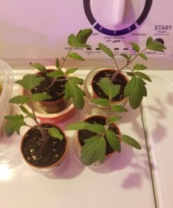 Burpee SteakHouse Hybrid Non-GMO Large Beefsteak Garden Produces Giant 3 LB Fresh Tomatoes | Vegetable Planting, 25 Seeds 53 71lv 3ekA1L