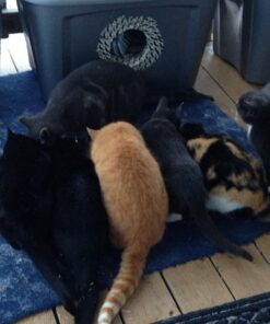 Standlee Hay Company Wheat or Barley Chopped Straw for Animal Bedding 18 71lwLO9MW2L