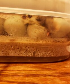 HBlife Digital Egg Incubator for Hatching 9-12 Chicken, Quail and Duck Eggs, with Fully Automatic Egg Turning and Temperature Display, Hatcher for Turkeys, Birds, Parrots and Poultry 42 71lwlerViuL