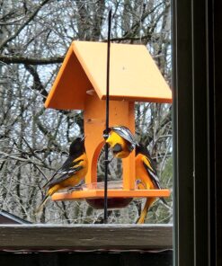 Songbird Essentials SERUBFJF Fruit and Jelly Oriole Feeder (Set of 1) 55 71lwmAwbl4L