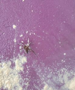 Safer Home SH51703 OMRI Listed Diatomaceous Earth - Ant, Roach, Bedbug, Flea, Silverfish, Earwig, & Crawling Insect Killer 49 71lxftmSkaL