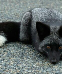 Hot Sweet Lovely Anime Halloween Cosplay Fancy Neko Cat Ears Hair Clip Black 25 71lyTvnF wL