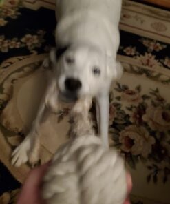 Ravenox Natural Twisted Cotton Rope | Made in The USA | Strong Triple-Strand Cordage for Sports, Décor, Pet Toys, Crafts, Macramé & Indoor Outdoor Use| by The Foot & Diameter (Multiple Color) Natural White 5/8 Inch x 10 Feet 22 71lz5XJBqSL