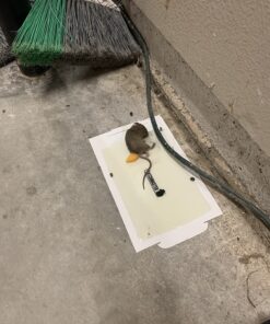 Catchmaster Mouse & Insect Super Glue Traps 30PK, Mouse Traps Indoor for Home, Extra Strength Sticky Pest Control Adhesive Tray for Catching Bugs, Rats & Rodents, Non Toxic Bulk Pre-Baited Glue Boards 63 71lzH gDzDL