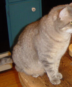 Van Ness Pets Drawstring Cat Litter Box Liners, Unscented, Large Size, 36” x 18”, 20 Count 8 71m Zi6RbL