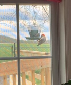 Wagner's 62004 Eastern Regional Wild Bird Food, 20-Pound Bag 26 71m ubnYauL